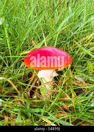 Junge Amanita muscaria, auch bekannt als Fliegenpilz oder Fliegenpilz, eine Basidiomyzete im Gras auf dem Boden Stockfoto