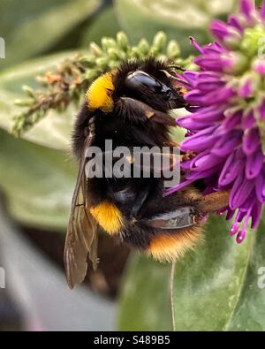 Buff-tailed Hummel (Bombus Terrestris) Stockfoto