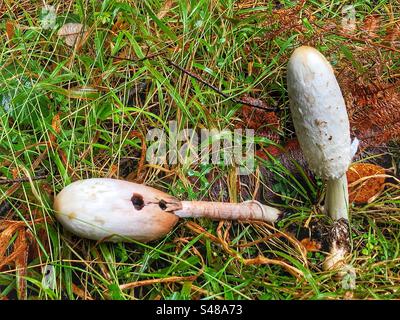 Shaggy Inkcap Pilz (coprinus comatus) wächst im New Forest National Park Hampshire Vereinigtes Königreich Stockfoto