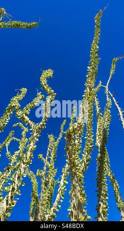 Fouquieria Splendens (Ocotillo, auch bekannt als Buggywhip, Coachwhip, candlewood und Wüstenkoralle) ist eine Wüstenpflanze, die im Südwesten der USA und im Norden Mexikos beheimatet ist. Stockfoto