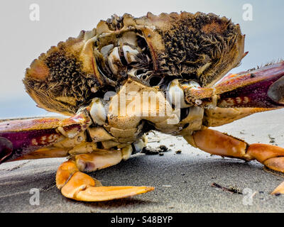 Dungeness Krabbe an einem Strand im Bundesstaat Washington Stockfoto