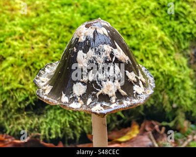 Magpie Inkcap Pilz (Coprinopsis picacea) wächst in Knightwood Oak, New Forest National Park Hampshire Vereinigtes Königreich Stockfoto