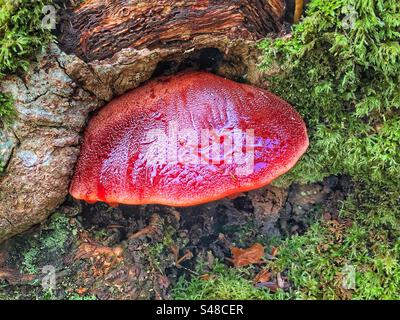 Beefsteak-Pilz (Fistulina hepatica) wächst in Knightwood Oak, New Forest National Park Hampshire Vereinigtes Königreich Stockfoto