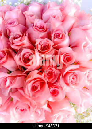 Ein Bündel rosafarbener Rosen, ein Symbol der Wertschätzung Stockfoto
