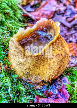 Gewöhnlicher Erdballpilz (Skleroderma Citrinum), der gerissen ist und seine Sporen freisetzt und seine leere Haut mit Wasser gefüllt ist, wächst im New Forest National Park Hampshire, Vereinigtes Königreich. Stockfoto