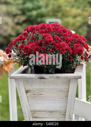 Leuchtend rosa Herbstmütter Stockfoto