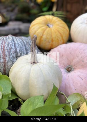 Bunte Kürbisse in einem Herbstgarten Stockfoto