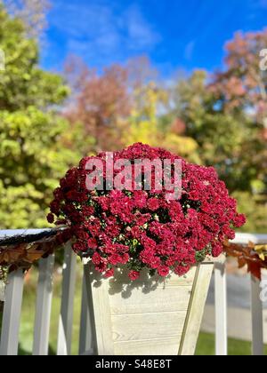 Herbstliche rote Chrysanthemen in einem weißen Pflanzgefäß Stockfoto