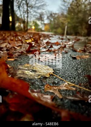 Gefallene Blätter entlang einer Straße an einem nassen Herbsttag nach Regen. Stockfoto