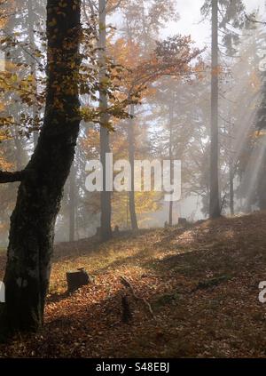 Herbstfarbener Bergwald mit Buchen und Fichten an einem nebeligen Tag im November Stockfoto