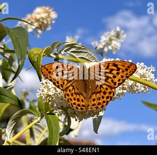 Silbergewaschene Fritillerie, die weiße Buddleia-Blüten ernährt Stockfoto