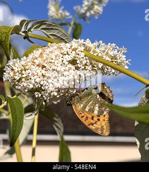 Unterseite eines silbergewaschenen fritillarischen Schmetterlings auf einer weißen Buddleia-Blume Stockfoto