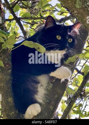Schwarz-weiße langhaarige Katze in einem Baum Stockfoto