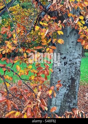 Herbstblätter und Graffiti auf Baumrinde im Central Park, New York Stockfoto