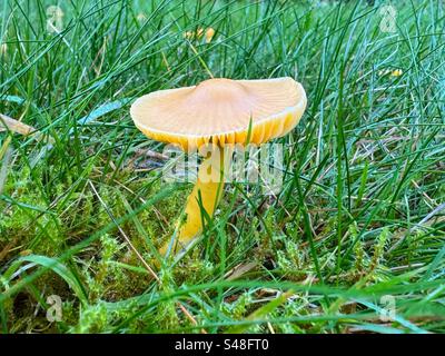 Single Golden Waxcap – Hygrocybe chlorophana Stockfoto