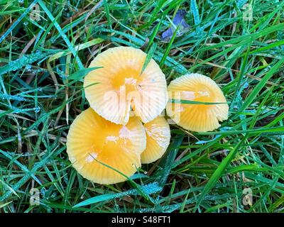 Truppe der Goldenen Waxcaps (Hygrocybe chlorophana) auf Grasland Stockfoto
