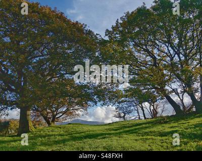 Eichen am Horizont. North Wales HILL.UK Stockfoto