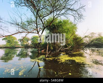 Landschaft mit vielen Bäumen und deren Reflexion im Wasser Stockfoto