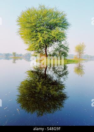 Wunderschöner Baum, der auf einer Insel im Kanal wächst Stockfoto