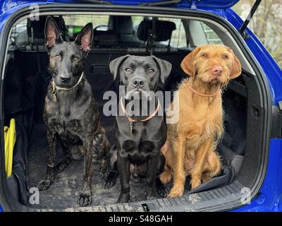 Hunde im Kofferraum. Stockfoto