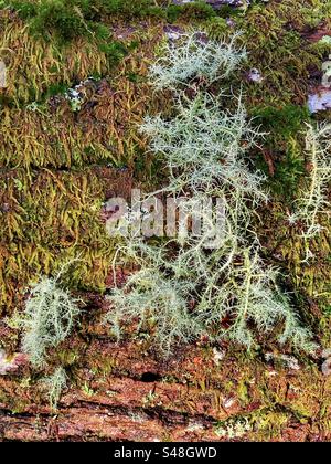 Bartflechte wächst auf einer umgestürzten Eiche in King's hat, Brockenhurst, New Forest National Park, Hampshire, Vereinigtes Königreich Stockfoto