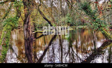 Überflutete Bäume entlang des Beaulieu River im Herbst bei King's hat, Brockenhurst, New Forest National Park, Hampshire Vereinigtes Königreich Stockfoto