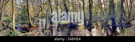 Überflutete Bäume entlang des Beaulieu River im Herbst bei King's hat, Brockenhurst, New Forest National Park, Hampshire Vereinigtes Königreich Stockfoto