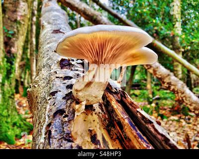 Pilze wachsen auf einer gefallenen Silberbirke in King's hat, Brockenhurst, New Forest National Park, Hampshire, Vereinigtes Königreich Stockfoto