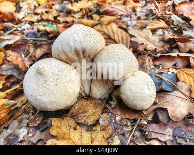 Papageienpilz (Lycoperdon perlatum) wächst im Herbst in King's hat, Brockenhurst, New Forest National Park, Hampshire Vereinigtes Königreich Stockfoto