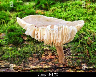 Pilze, die Kiemen im Herbst auf dem Boden des New Forest zeigen Stockfoto