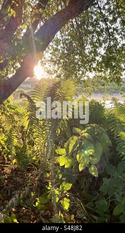 Frühsommermorgen Blick auf die Landschaft von Lettland. Foto mit Schatten und Pflanzen unter dem Baum. Das Hauptthema ist der Pteridophyte. Stockfoto