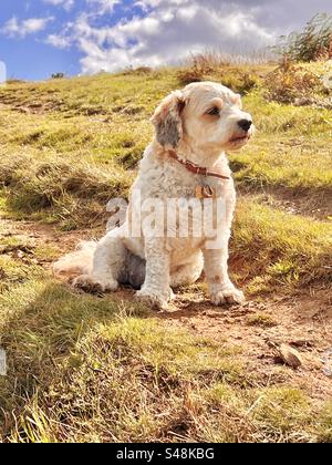 Süßer weißer Cavapoo-Hund sitzt im Sommer auf einem grasbewachsenen Hügel und sieht nachdenklich aus Stockfoto