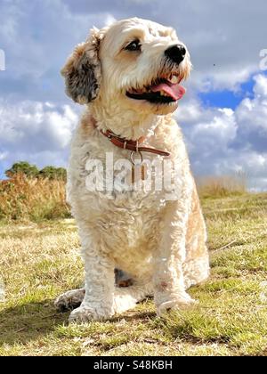 Interessante Perspektive eines weißen Cavapoo-Hundes, der auf Gras vor blauem Sommerhimmel sitzt Stockfoto