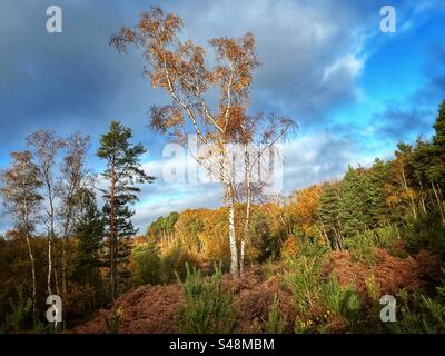 Eine einsame Silberbirke ist im Herbstlicht in den Wäldern der Hazeley Heath in Hampshire zu sehen. Stockfoto