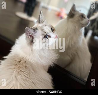 Ragdoll Kitten sieht sich im Spiegel an Stockfoto