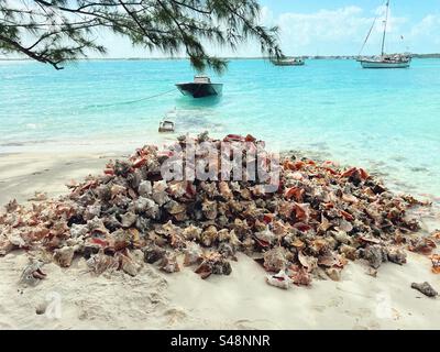 Pile of Old Conch Shells Chat n Chill Beach Bar Stockfoto