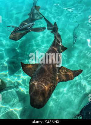 Nurse Haie bei Compass Cay auf den Bahamas Stockfoto