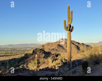 Riesige Saguaro-Kakteen, goldene Stunde in der Sonora-Wüste, Phoenix Mountains Preserve, Arizona Stockfoto