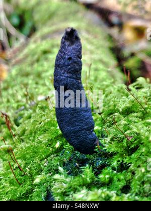 Dead Moll’s Fingers Pilz (Xylaria longipes) wächst im Lakeside Country Park Eastleigh Hampshire Vereinigtes Königreich Stockfoto