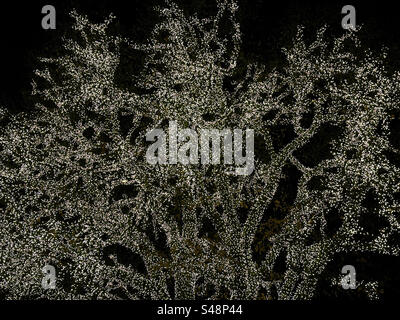 Ein Baum mit Feenlichtern im Freizeitpark Liseberg, Göteborg Schweden zu Weihnachten. Stockfoto