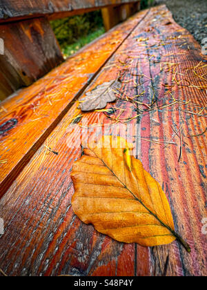 Gelbes Herbstblatt auf nasser Holzbank in Rivington bei Chorley in Lancashire Stockfoto