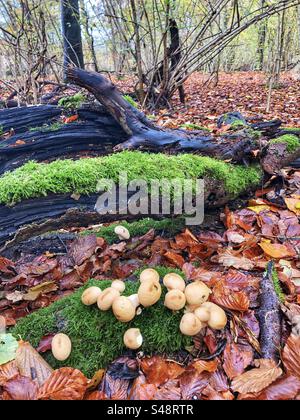 Stumpffuchpilz wächst im Herbst auf einem Baumstumpf im Farley Mount Country Park in der Nähe von Winchester Hampshire Vereinigtes Königreich Stockfoto