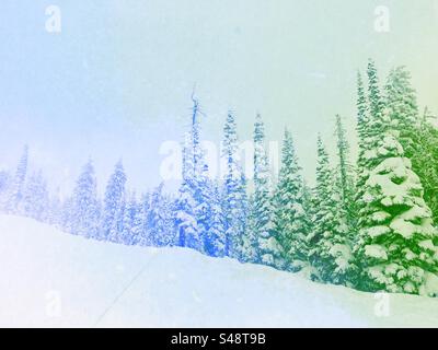 Ruhige Winterszene mit immergrünen, schneebedeckten Bäumen Stockfoto