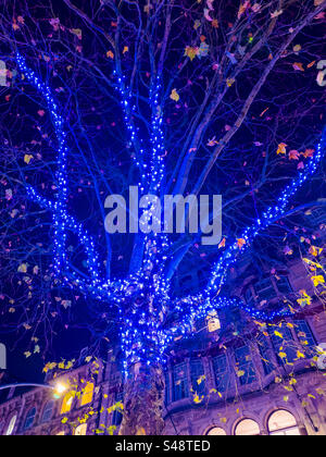 Weihnachtsbaum mit blauen Lichtern: Phillip Roberts Stockfoto