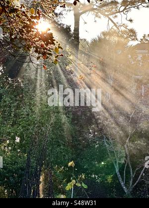 Strahlende Sonnenstrahlen strahlen durch Herbstlaub und Kiefern. Stockfoto