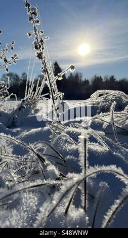 Helle Eiskristalle auf Pflanzen Stockfoto