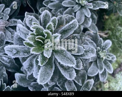 Frost auf Pflanzen im Winter Stockfoto