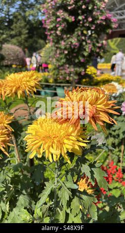 Wunderschöne Nahaufnahme der gelben Chrysanthemen aus der Yangcheng Chrysanthemen-Ausstellung in Guangzhou, die die komplexen Blütenblätter und leuchtenden Farben zeigt Stockfoto