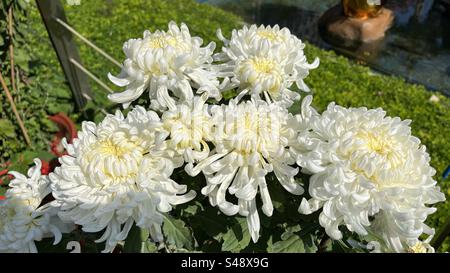 Nahaufnahme wunderschöner weißer Chrysanthemen mit komplizierten Blütenblättern und einem weichen gelben Zentrum, das die zarte Eleganz und Reinheit der Winterblumen zeigt Stockfoto