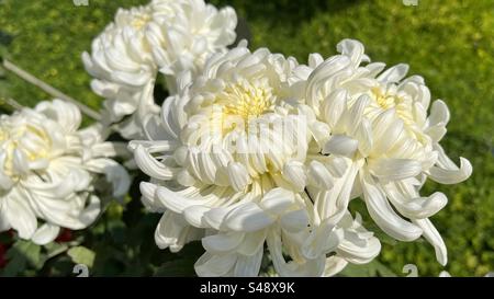 Eine Nahaufnahme eleganter weißer Chrysanthemen mit komplizierten Blütenblättern und einem weichen gelben Zentrum, die die reine und zarte Schönheit der Winterblumen einfangen. Stockfoto